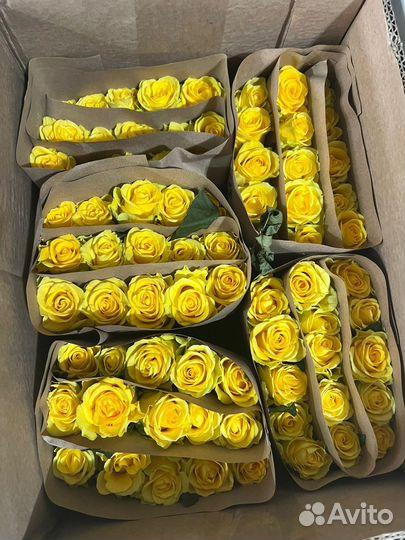 Свежие цветы роз от склада