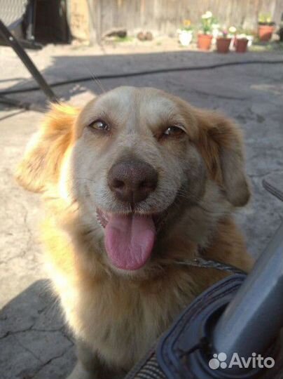 Собака в добрые руки