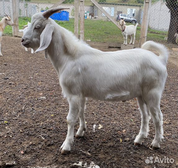Бурский козел