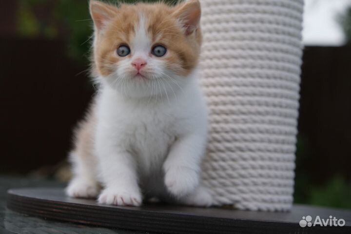 Циннамон биколор