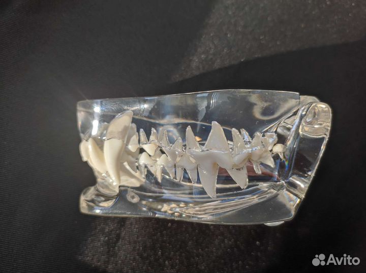 Зубы собаки идеальный учебный муляж