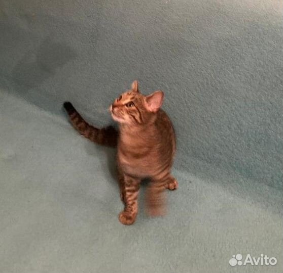 Котенок в добрые руки