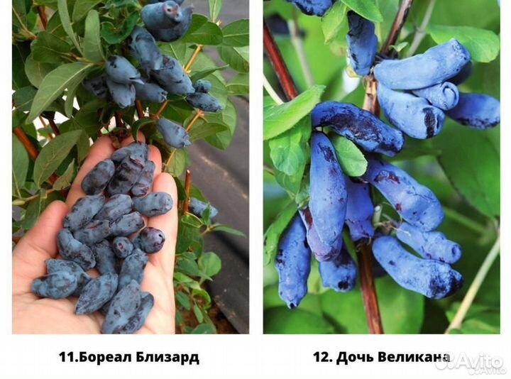 Саженцы жимолости