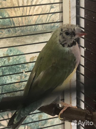 Амадин гульда