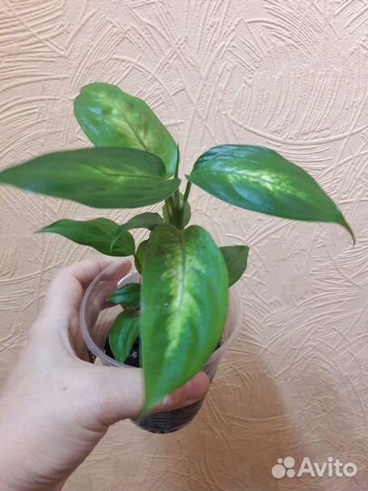 Алаонемы, Алоказии