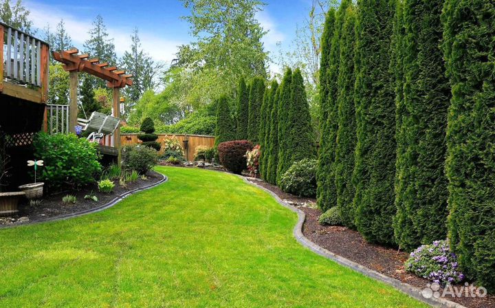 Туя смарагд