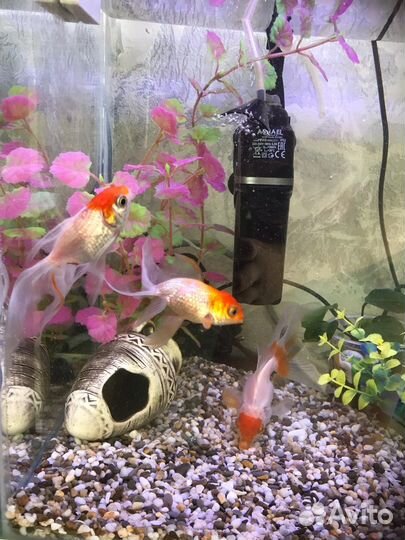 Аквариум 20 литров