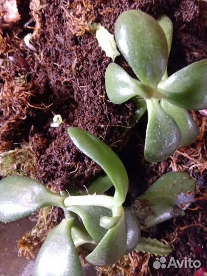 Цветы. Толстянка, фиалки, финики, алоэ