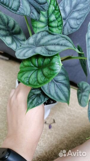 Алоказия Драгон Скайл