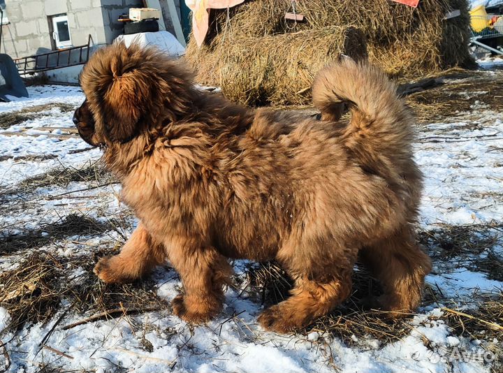 Тибетский мастиф