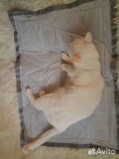 Коврик - лежанка для кошек / мелких пород собак