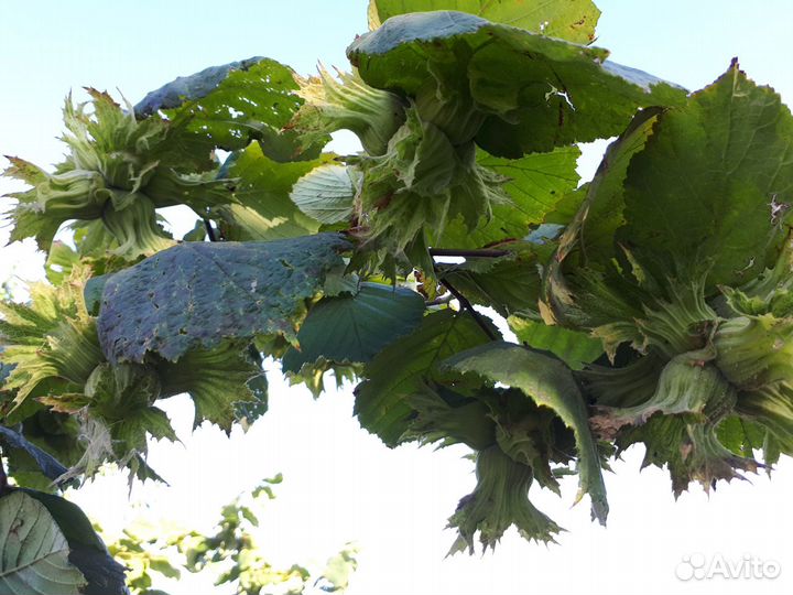 Саженцы Фундук Трапезунд орех