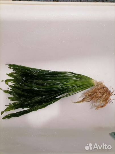 Эхинодорус Уругвайский взрослый