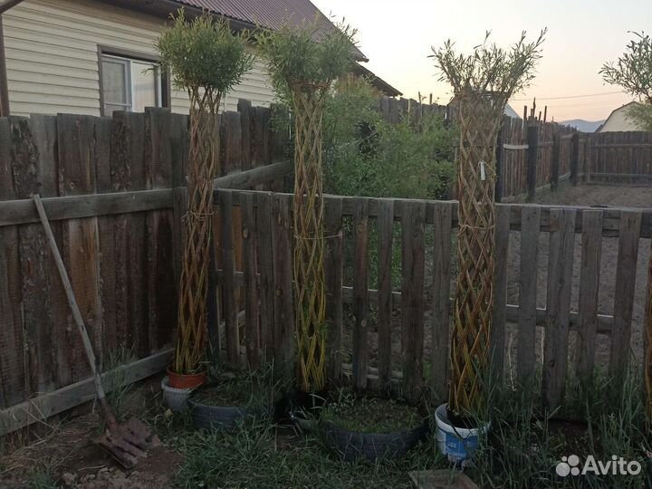 Русская пальма