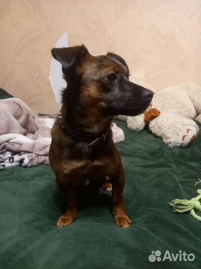 Пропала собака