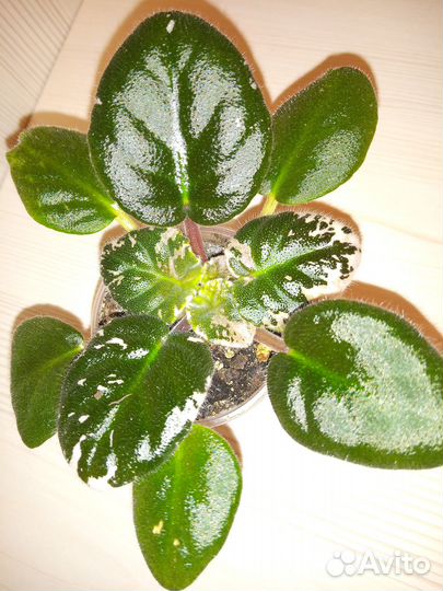 Сортовые фиалки