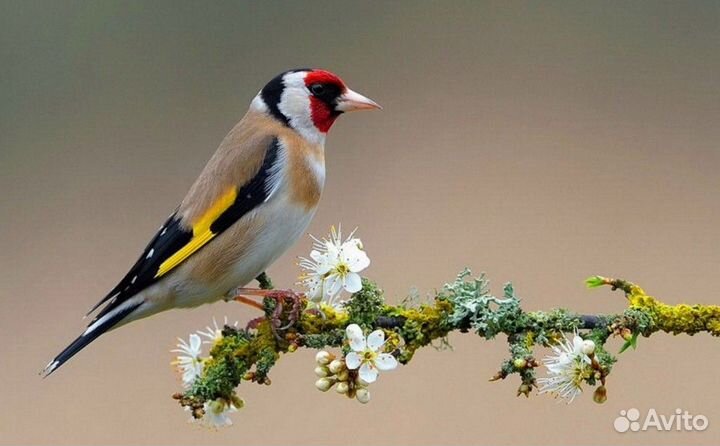 Певчие птицы