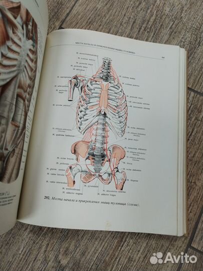 Атлас анатомии человека синельников
