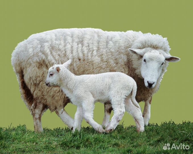 Овцы с ягнятами