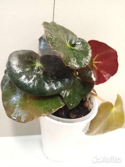 Пахистахис, Молочай Миля