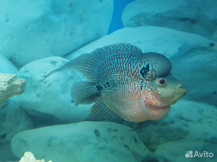 Аквариумные рыбки цихлиды
