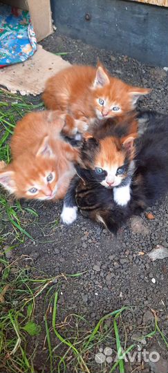 Котята мэйн кун