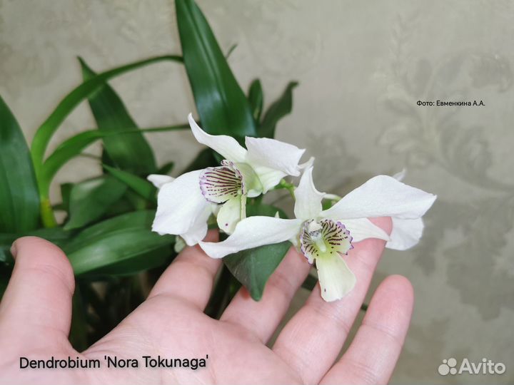 Орхидея Dendrobium 'Nora Tokunaga'