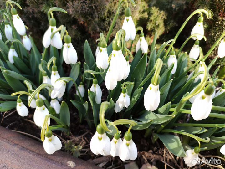 Подснежники