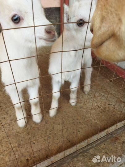 Козочки ламанча