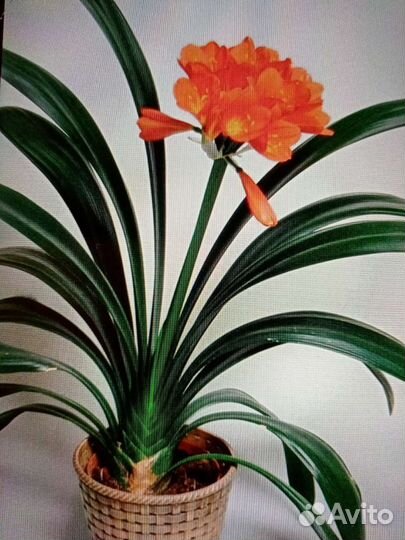 Комнатные цветы