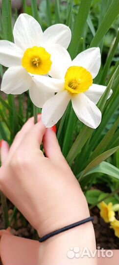Луковицы нарциссов