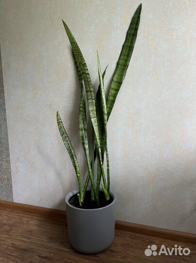 Сансевиерия щучий хвост