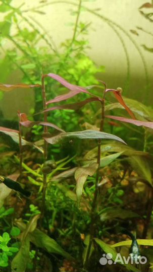 Больше 100 видов аквариумных растений