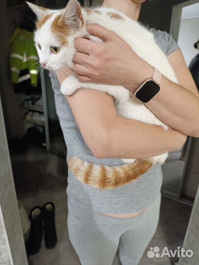 Молодая кошечка в надёжные руки