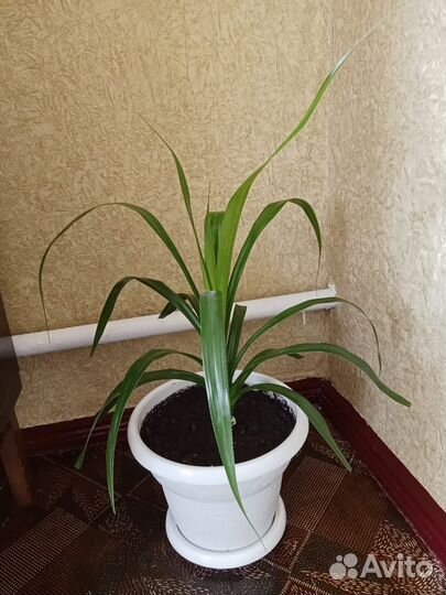 Хлорофитум