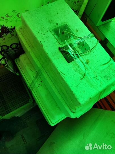 Инкубатор выводной