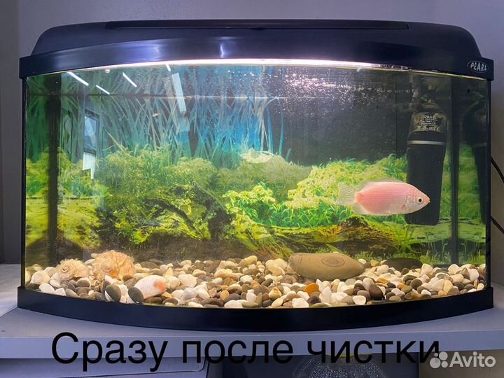Чистка Аквариума выезд на дом, в офис