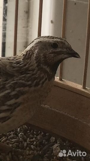 Кеклик. Бедана.бентамки курочки фазаны