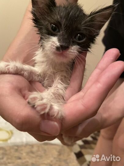 Котята в добрые руки бесплатно