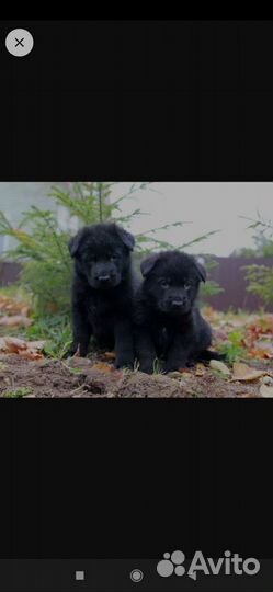 Щенки немецкой овчарки