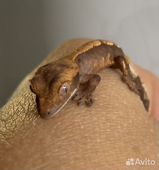 Реснитчатый бананоед