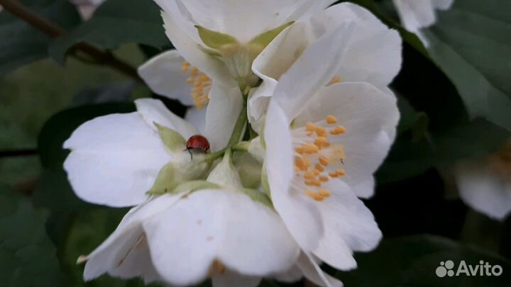 Жасмин/Чубушник