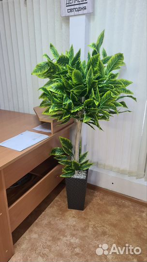 Лимонное дерево