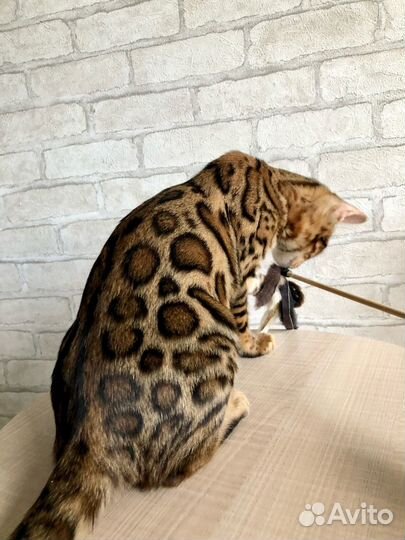 Бенгальские шикарные котята - редкий окрас