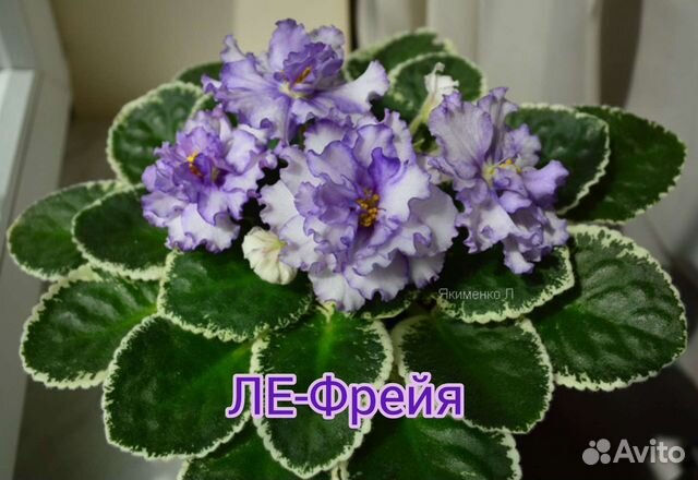 Комнатные Садовые Цветы Рассада Семена перец