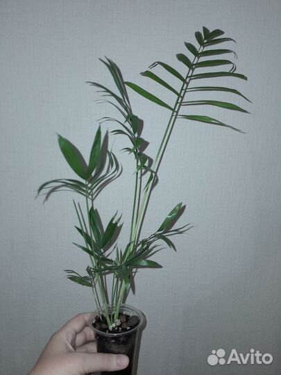 Комнатные растения цветы