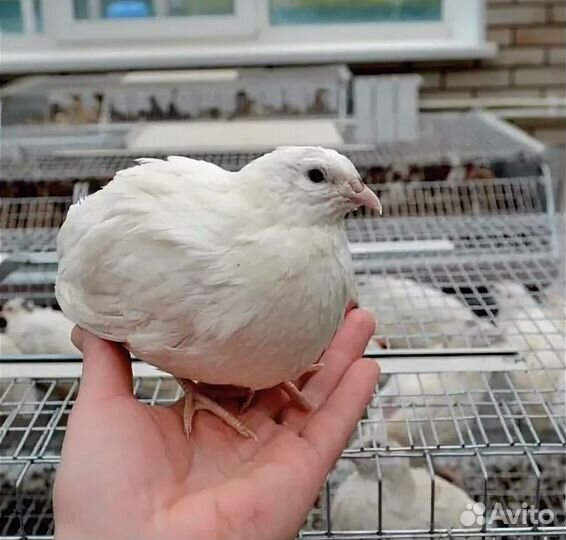Живые перепелки яйцо