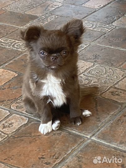 Чихуахуа девочка