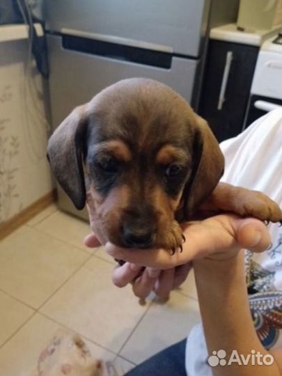 Щенки таксы