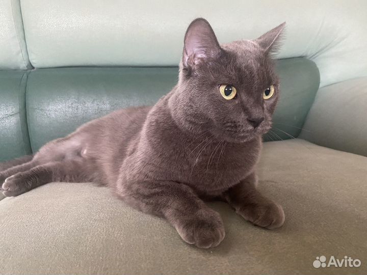 Передержка животных (зооняня для кошек )